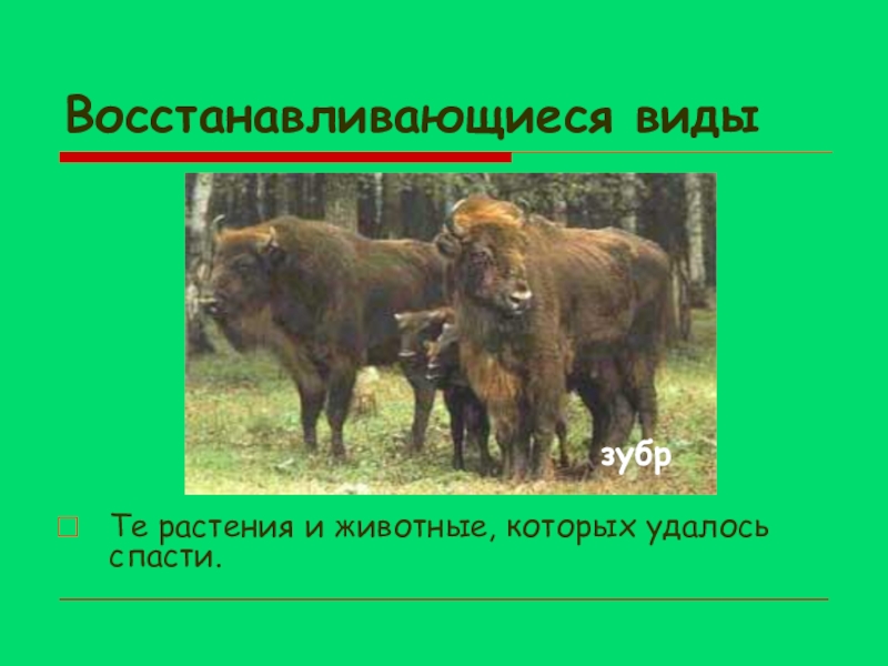 Вид восстановленный. Восстановленные виды растений. Восстановленные виды животных. Животные которые человеку уже удалось спасти. Спасение зубра меры.