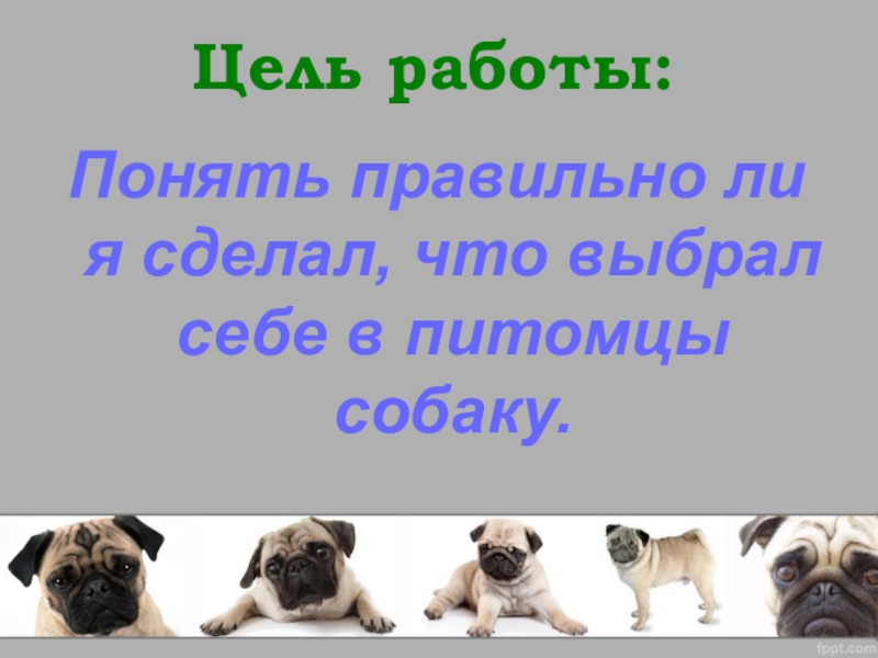цель работы собаки. бассейн влияние на собаку. как ухаживать за собакой 2 класс окружающий мир. как собаки влияют на человека.