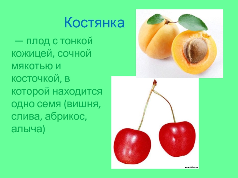 Костянка 	— плод с тонкой кожицей, сочной мякотью и косточкой, в которой находится одно семя (вишня, слива,