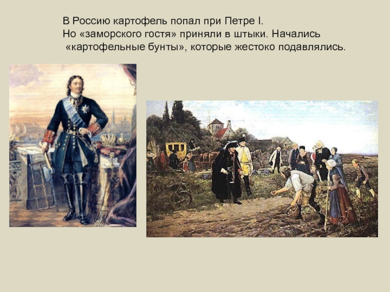 В Россию картофель попал при Петре I. Но «заморского гостя» приняли в штыки. Начались «картофельные бунты», которые