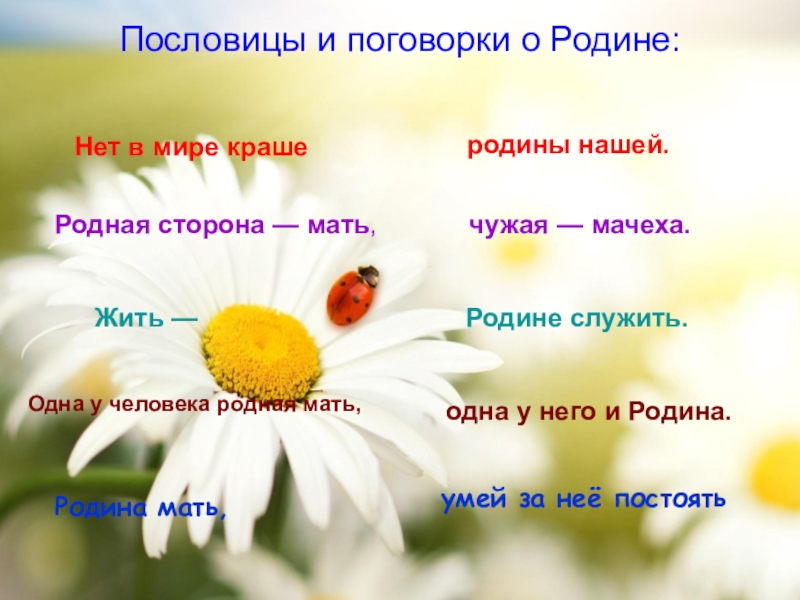 Пословицы о родине 4 класс. Пословицы и поговорки о родине. Пословицы о родине. Пословицы и поговорки ородигн. Пословицы о родине для детей.