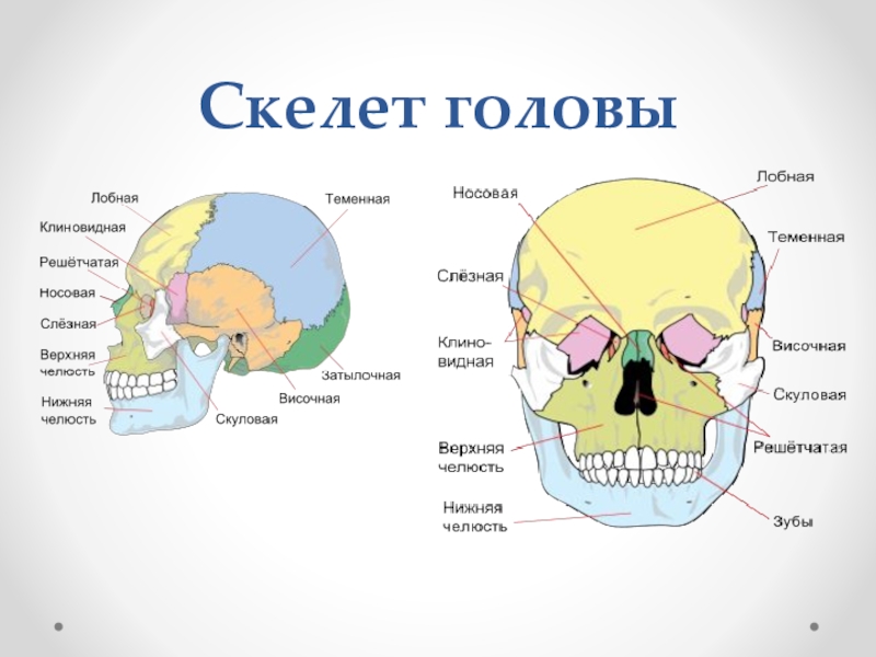 Строение костей черепа анатомия. Строение скелета головы. Строение черепа человека мозговой и лицевой отделы. Строение костей скелета головы.