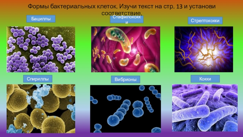 Рассмотрите фотографии с изображением представителей различных объектов природы вибрионы кокки