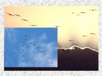 Презентация по биологии День птиц