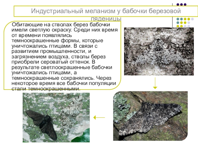 На рисунке представлены светлые и темные бабочки березовой