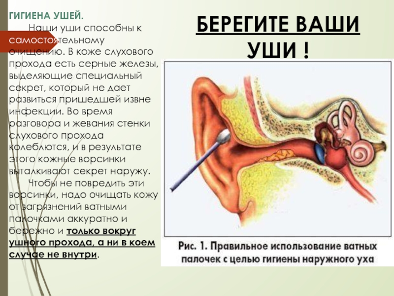 ГИГИЕНА УШЕЙ.	Наши уши способны к самостоятельному очищению. В коже слухового прохода есть серные железы, выделяющие специальный секрет,