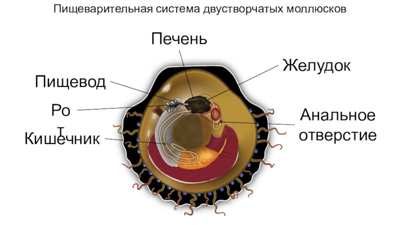 Пищеварительная у моллюсков. Двустворчатые моллюски пищеварительная система. Пищеварительная система двустворчатых моллюсков. Пищеварительная система дв. Пищеварительная система система двустворчатых моллюсков.