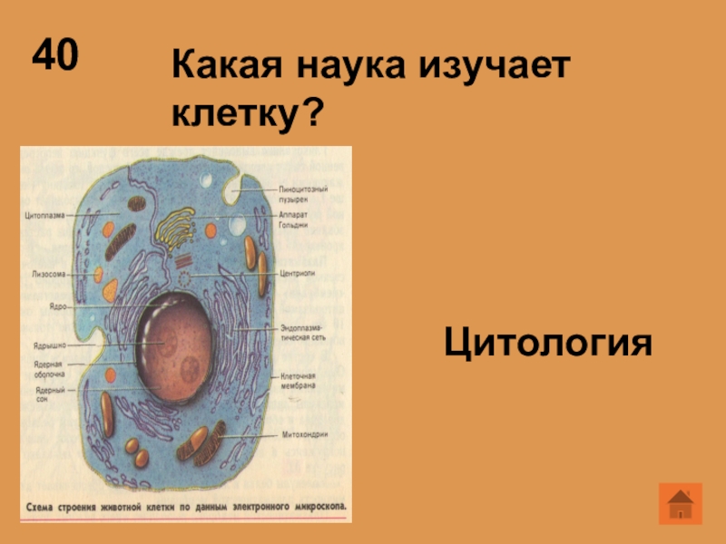 Клетка презентация 9 класс. Основы цитологии клетка строение. Цитология наука о клетке 5 класс. Цитология наука о клетке 5 класс биология. Цитология наука о клетке строение клетки 5 класс биология.