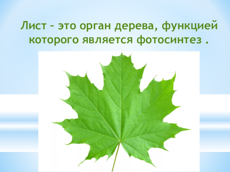 Лист это орган. Лист. Органы листа. Лиси. Лист определение.