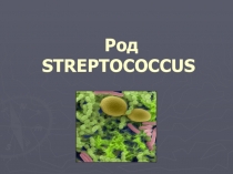 Презентация по биологии Стрептококк