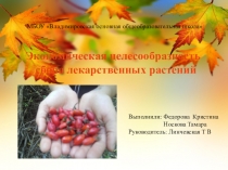 Презентация по биологии Экономическая целесообразность сбора лекарственных растений в окрестностях села Владимировка