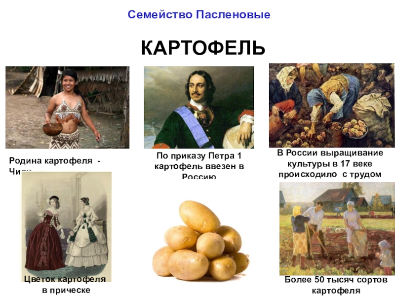 Откуда родом картофель