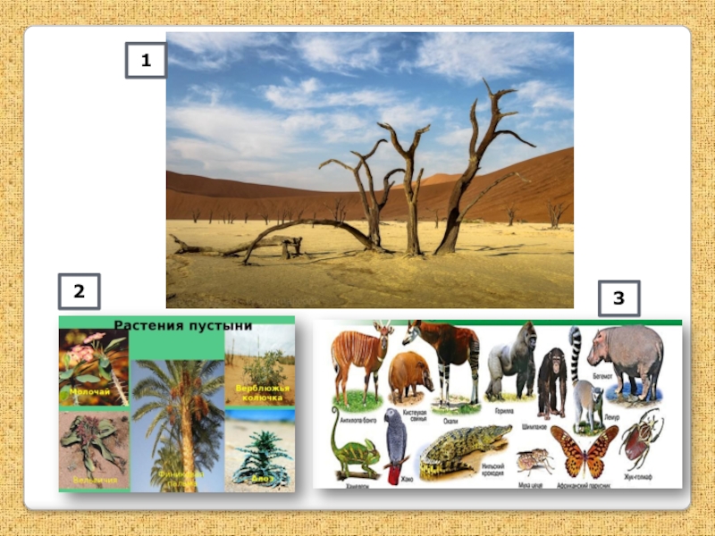 Африки животный география. Природные зоны Африки. Природные зоны Африки карта с животными и растениями. Рисунок природной зоны саванны. Рисунок одной природной зоны.