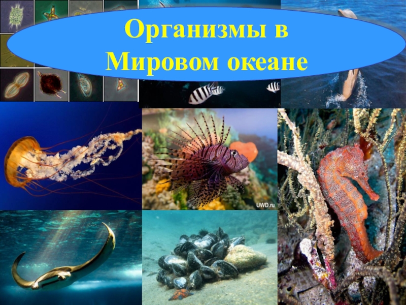 Организмы обитающие в мировом океане. Планктон Нектон бентос. Бентос планктон Нектон Литораль. Что такое планктон Нектон и бентос в океане. Живые организмы мирового океана.