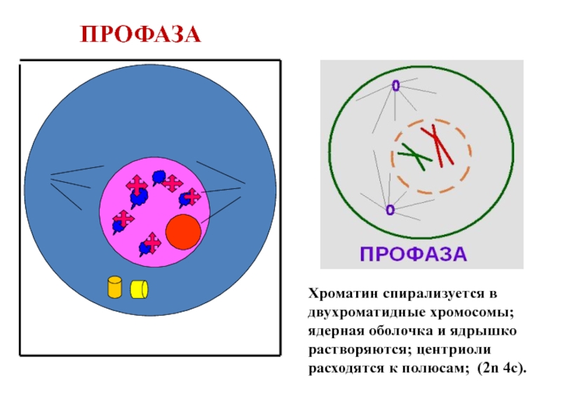 Двухроматидные хромосомы. Хроматин в профазе. Профаза однохроматидные двухроматидные. Хроматин в профазе митоза. Профаза клетки.