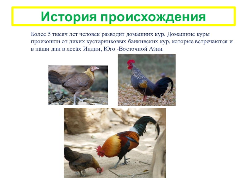 Происхождение курицы. Происхождение домашней курицы. Домашние куры произошли от. Куры история происхождения. От каких птиц произошли домашние куры.
