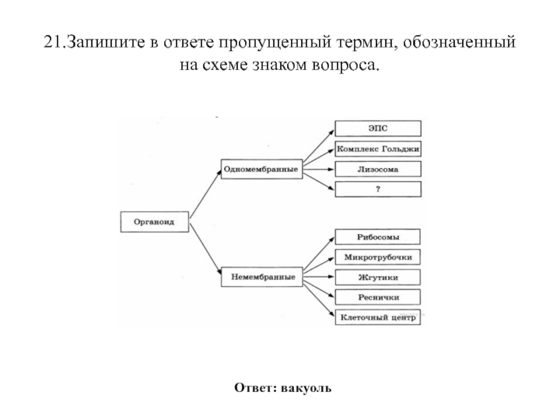 Рассмотрите предложенную схему классификации органоидов клетки запишите в ответ пропущенный термин