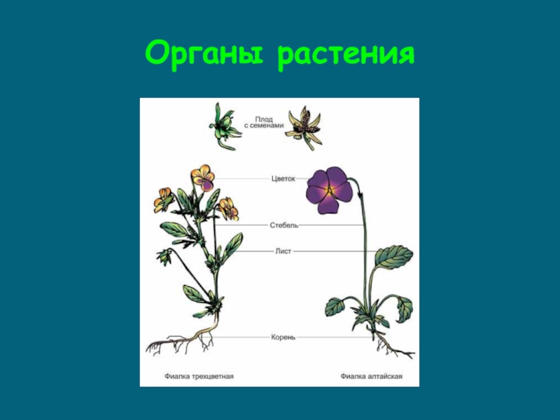 Специализированные органы растений. Органы растений. Органы растений и животных. Названия органов растений и животных. Наземные органы растений.