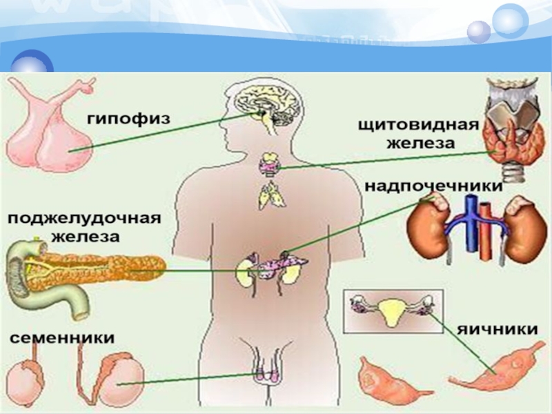 Ішкі секреция бездері аурулары презентация