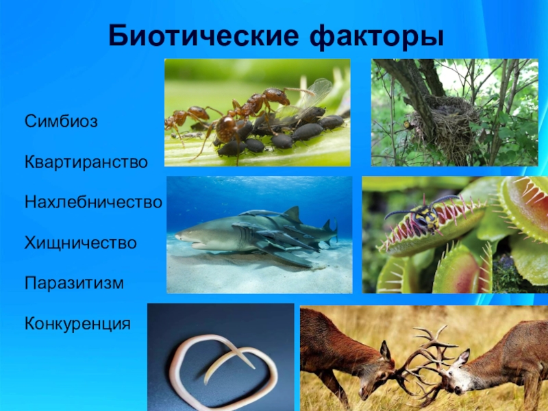 Вода биотический фактор среды. Биотические факторы среды это в биологии. Биотические факторы факторы среды. Биотические факторы примеры. Биотические факторы окружающей среды.