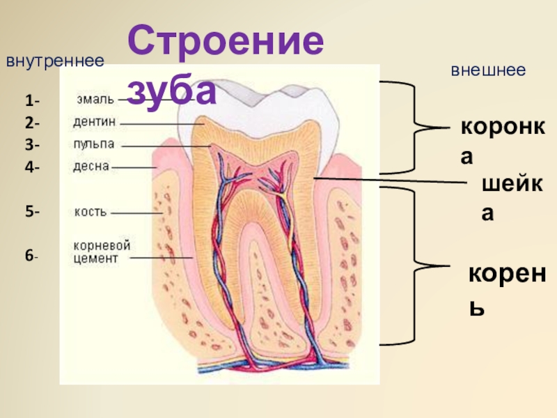 Строение зуба огэ биология. Зубы внутреннее строение зуба. Строение зуба человека ОГЭ биология. Строение зуба человека ЕГЭ биология.