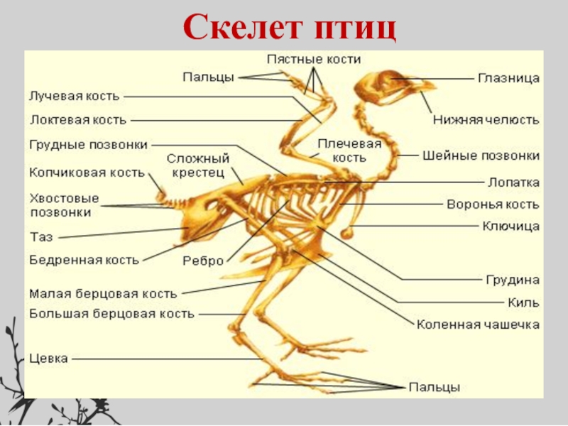 Изучение особенностей строения скелета птиц. Скелет птицы сбоку. Скелет птицы биология 8 класс. Строение кости скелета птицы. Скелет птицы 7 класс.