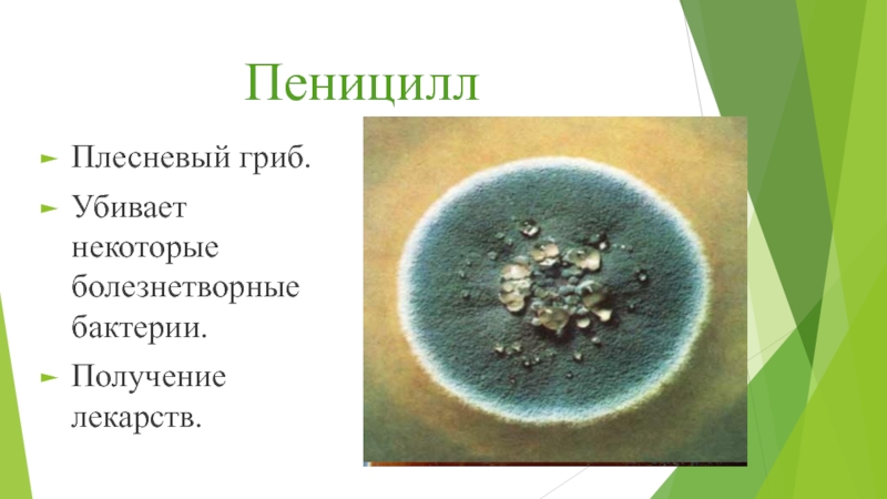 Пеницилл и бактерии. Строение плесени пеницилл. Плесневый гриб пеницилл. Гриб пеницилл и бактерии. Плесневые грибы рода Penicillium.