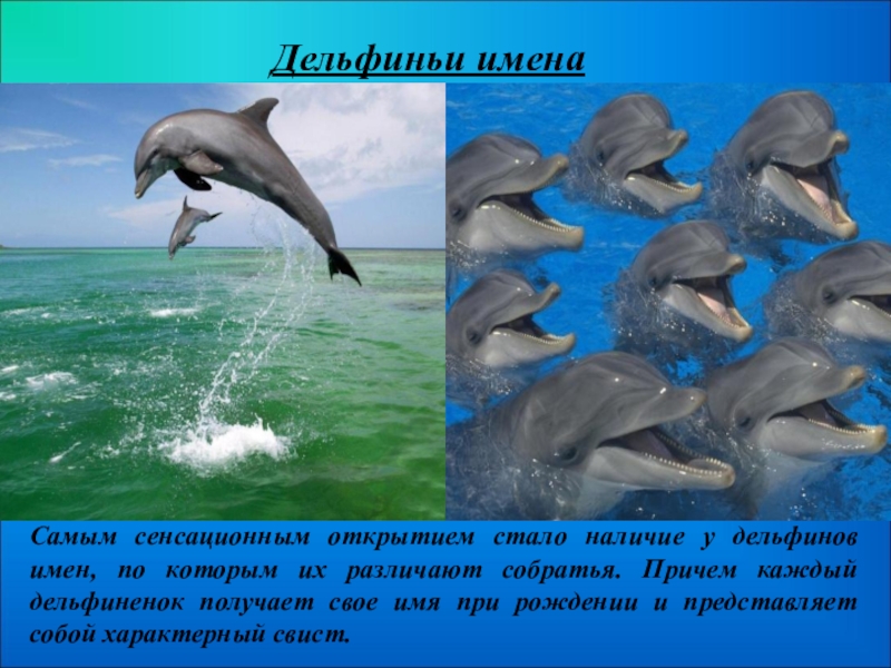 Какие имена у дельфинов
