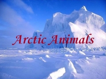 Презентация по английскому языку на тему Arctic animals