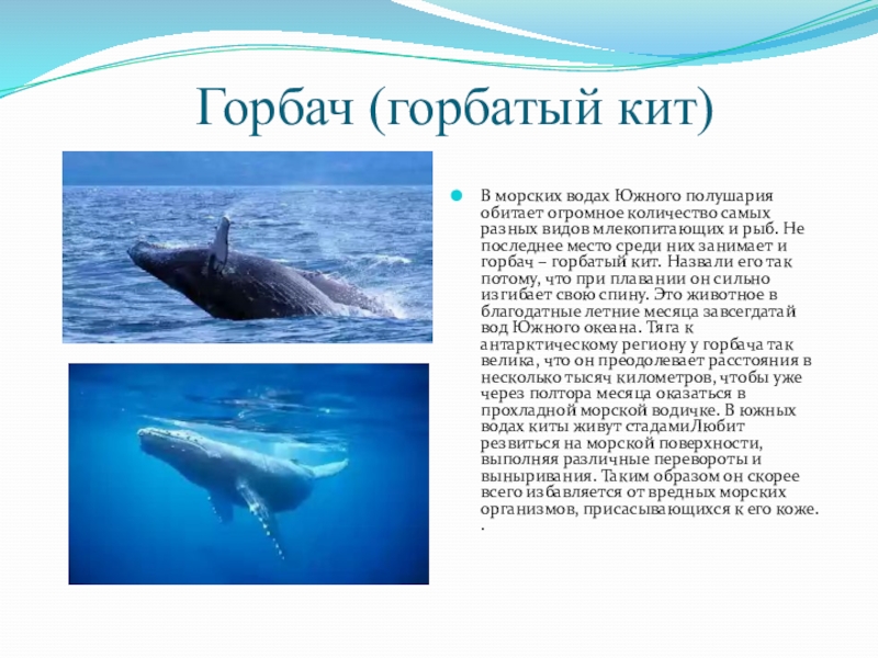 Где живет кит русский язык 1 класс. Кит Горбач ареал обитания. Кит Горбач и горбатый кит. Синий кит. Горбатый кит сообщение.