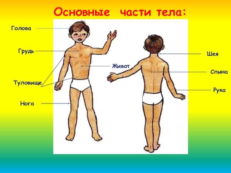 Картинка человека в полный рост для детей части тела