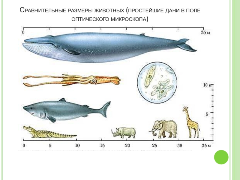 Масштаб в биологии картинки