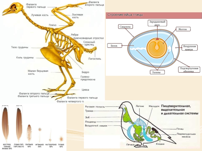 Функции птиц. Скелет птицы пигостиль. Пигостиль у птиц это. Киль у птиц. Киль на грудине птиц.