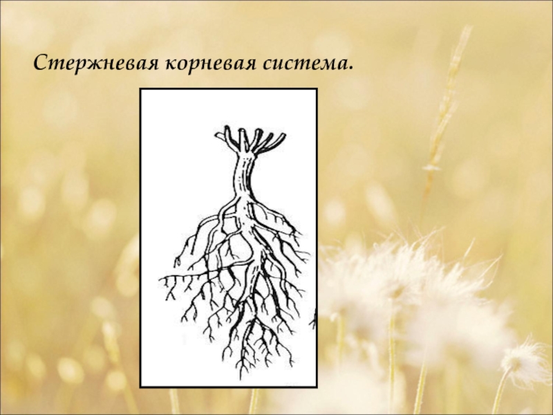 Мочковатая корневая система которая обозначена на рисунке буквой