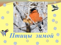 Презентация Поможем птицам зимой