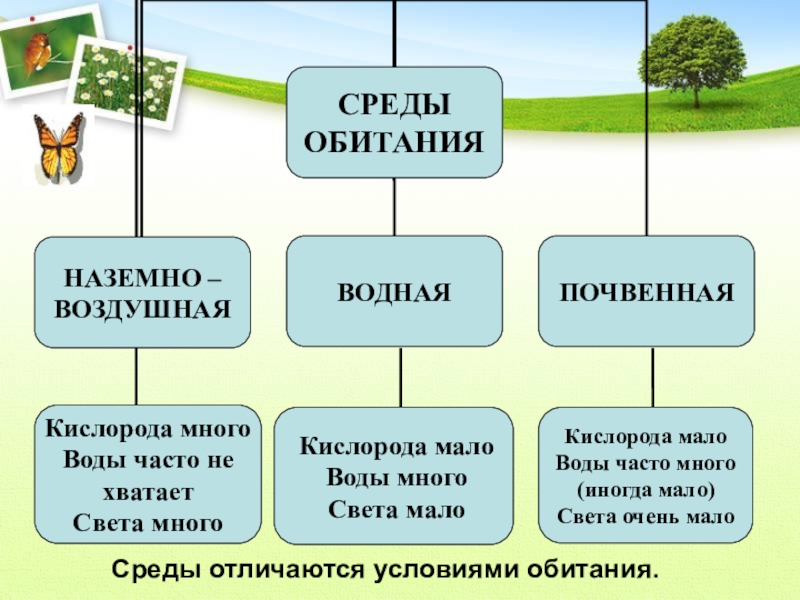 Какую тему можно взять на проект по биологии