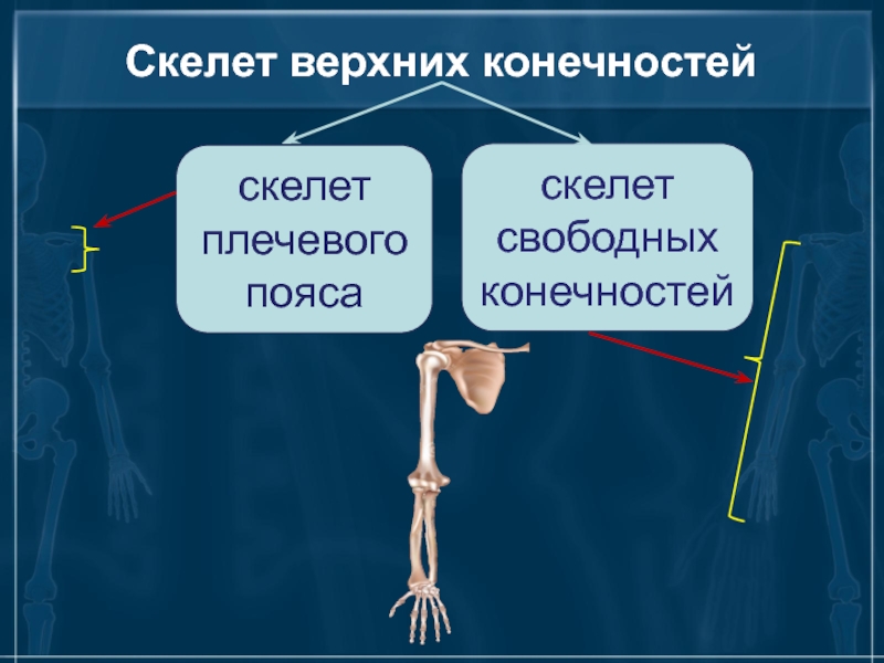 Соединения конечностей и поясов. Скелет конечностей. Скелет свободных конечностей. Скелет верхней конечности. Скелет и соединения верхних конечностей.