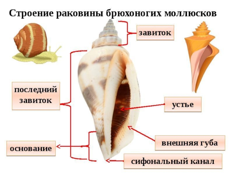 Лабораторная Работа По Биологии Раковины Моллюсков