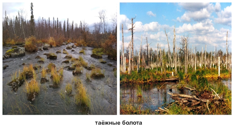 В тайге много болот. Заболоченность Западной Сибири. Таежные болота. Болота Сибири. Таёжная трясина.
