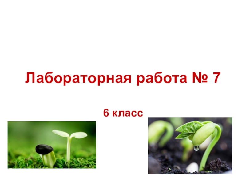 Семя доклад биология. Проект по биологии 6 класс на тему строение семян. Строение семян 6 класс.