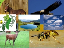 Презентация по русскому языку Звук О