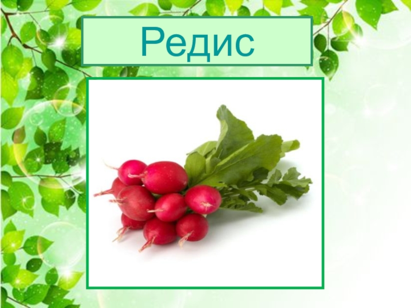 Звуковая схема редис