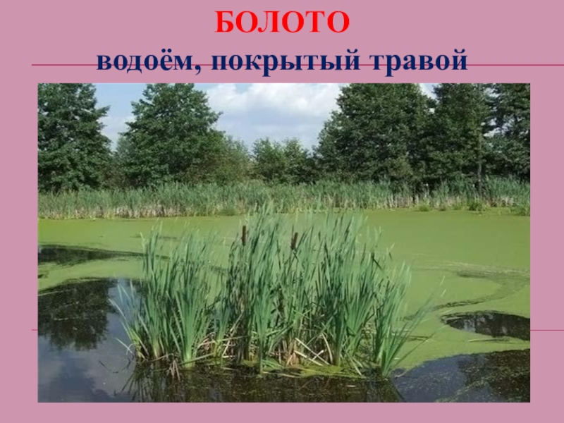 Водоем это 2 класс. Болото презентация. Трясина водоем. Что такое болото 2 класс. Заболоченный пруд.