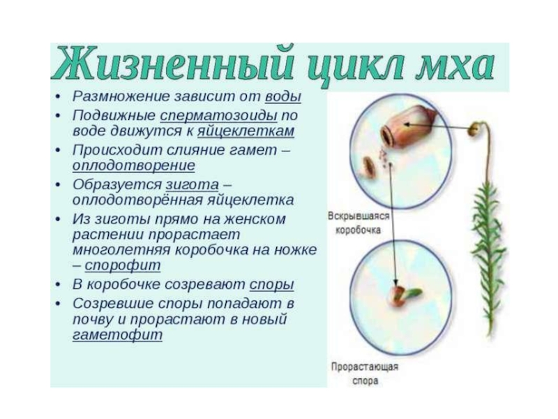 Спермий мха. Размножение моховидных растений. Стадии жизненного цикла кукушкиного льна начиная с оплодотворения. Жизненный цикл мха Кукушкин лен 6 класс. Размножение листостебельных мхов.