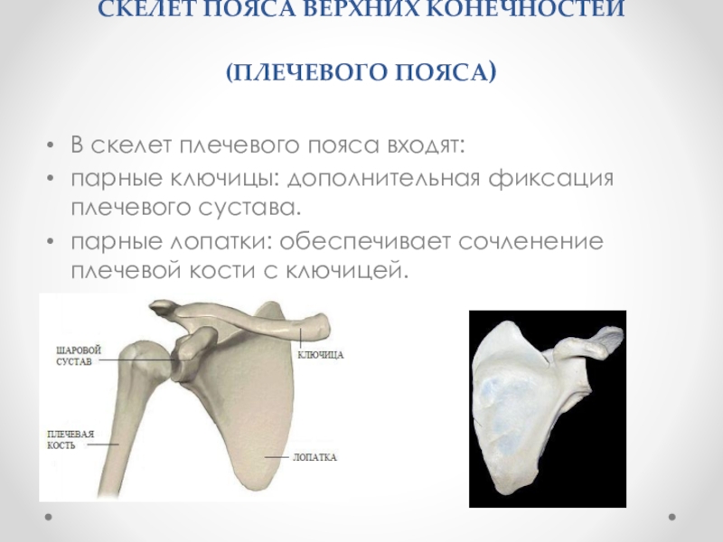 Пояс верхних конечностей. Скелет плечевого пояса. Скелет плечевого пояса человека. Скелет пояса верхних конечностей (плечевого пояса). Пояс верхних конечностей лопатка.