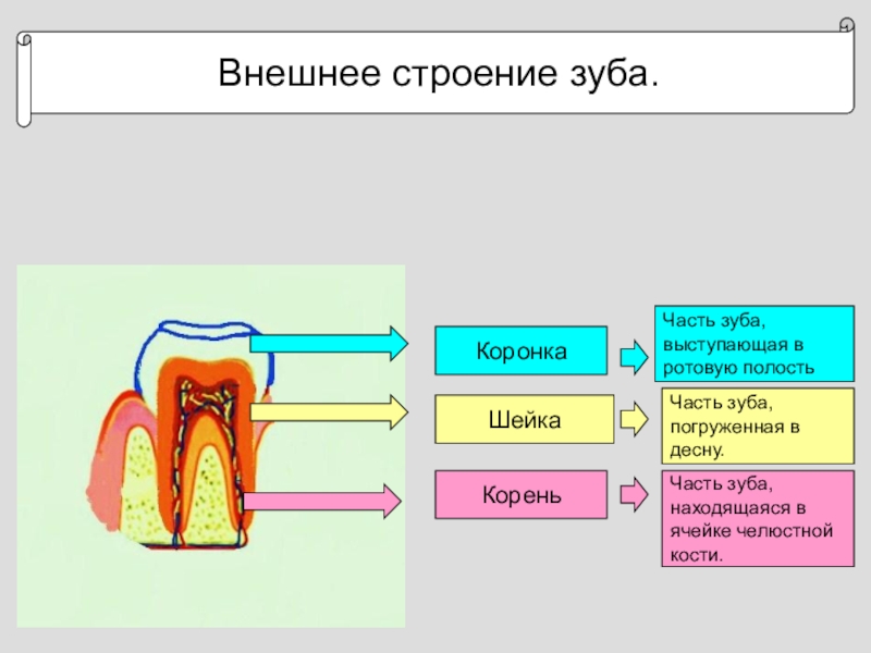 Презентация анатомия зуба