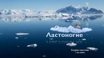 Презентация по биологии на тему; Отряды класса млекопитающие. Отряд Ластоногие