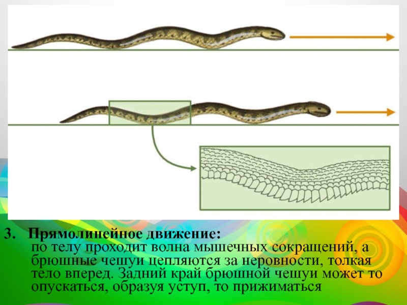 Змеи биология 7 класс. Способы передвижения змеи. Способ передвижения пресмыкающихся. Органы движения змей. Змея способ передвижения.