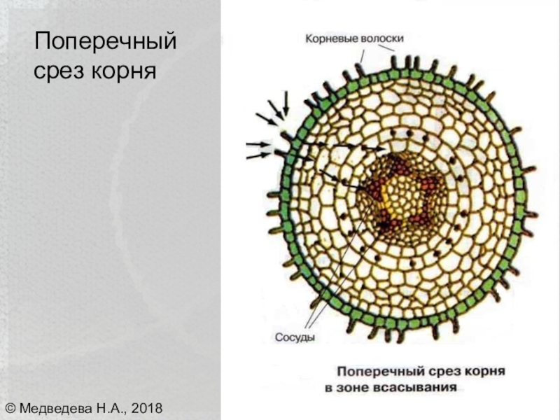 На рисунке изображено микроскопическое строение корня в какой из зон был сделан срез 1 всасывания