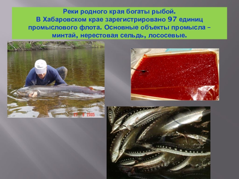 Реки родного края богаты рыбой. В Хабаровском крае зарегистрировано 97 единиц промыслового флота. Основные объекты промысла –